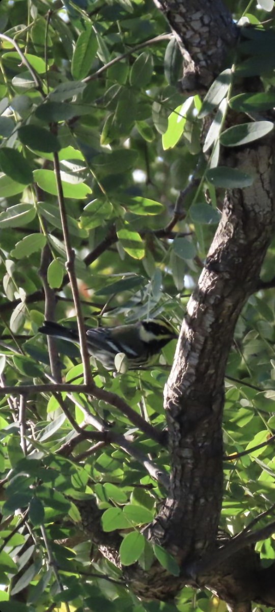 new world warbler sp. - ML514801831