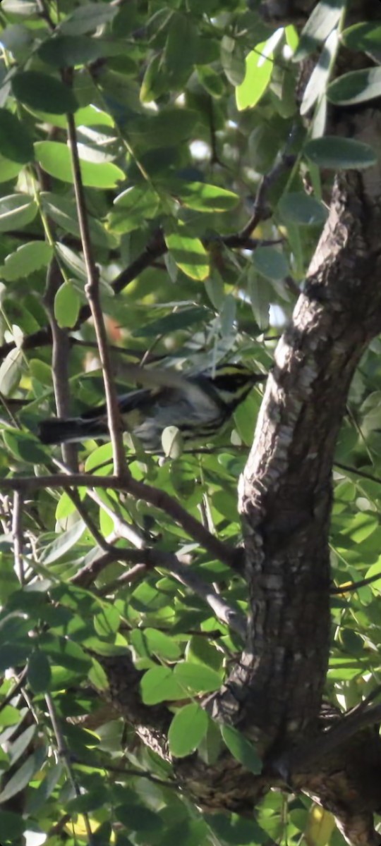 new world warbler sp. - ML514801841