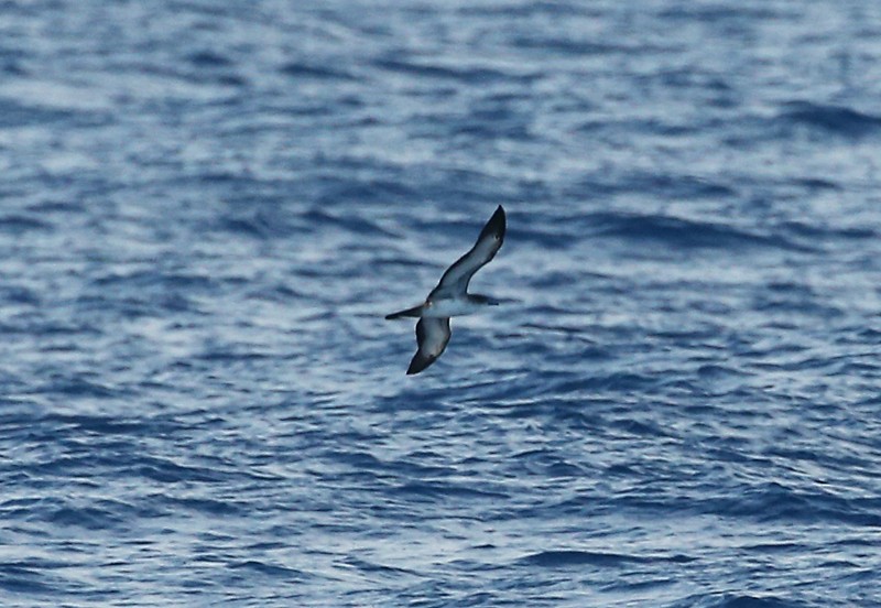 Wedge-tailed Shearwater - ML51480481