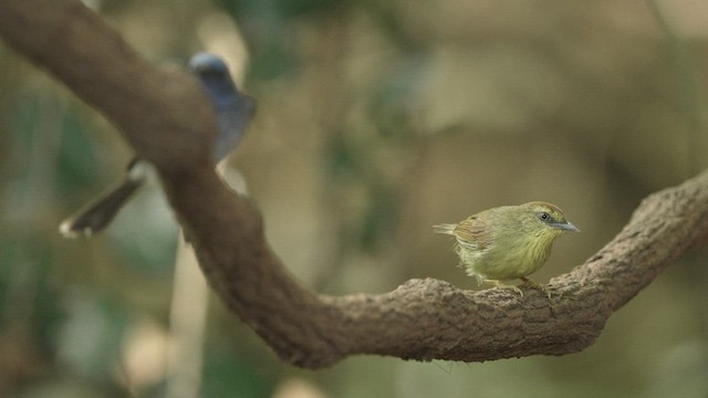 Pin-striped Tit-Babbler - ML514804861