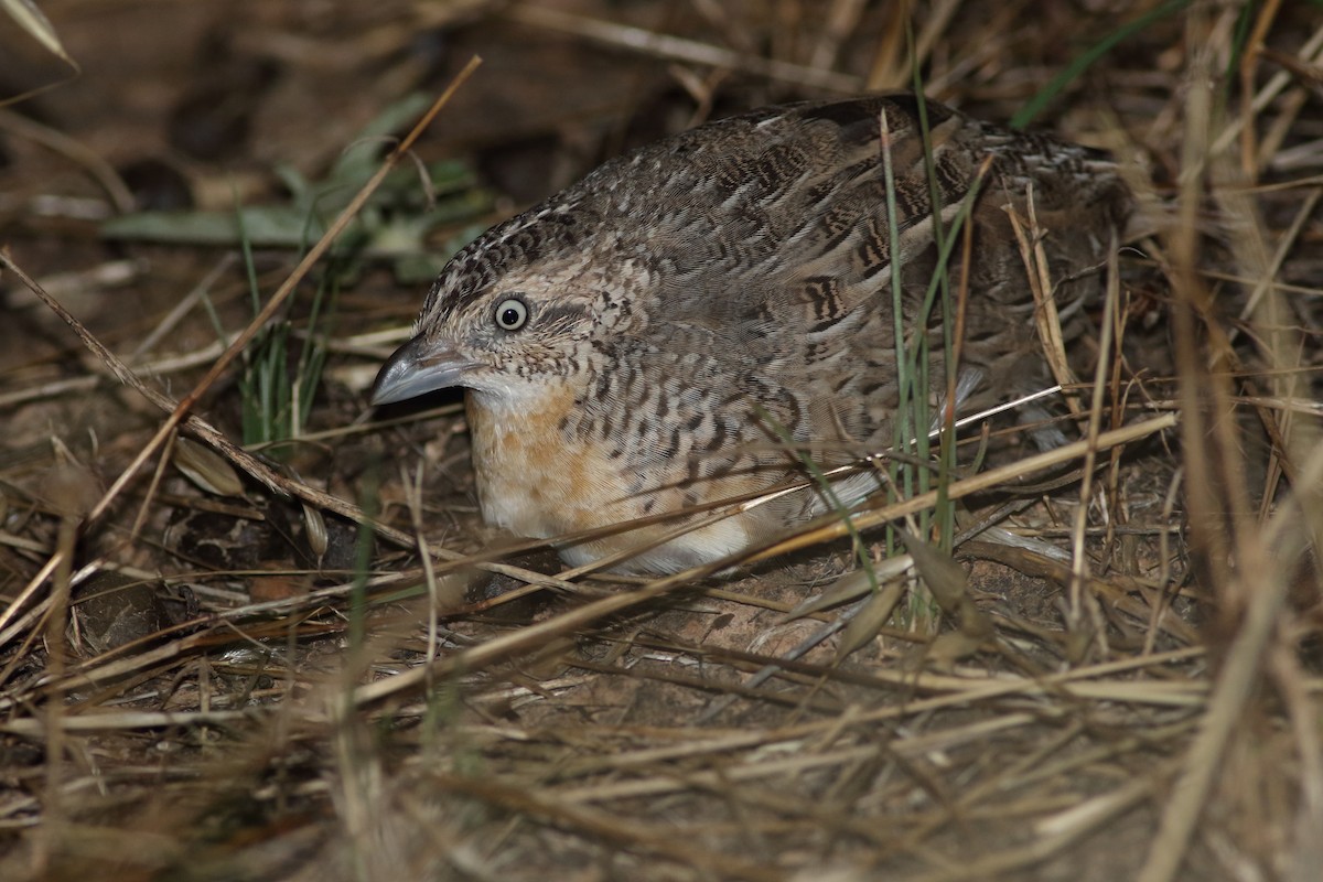 Red-chested Buttonquail - Leigh Pieterse