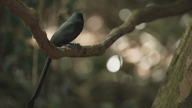 Racket-tailed Treepie - ML514806191