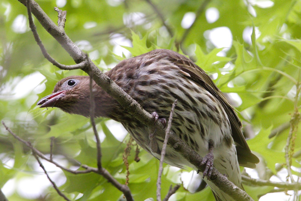 Australasian Figbird - ML514807631