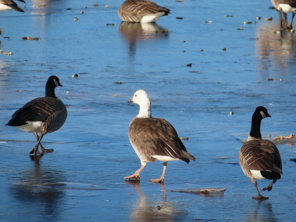 Snow x Cackling Goose (hybrid) - ML514807801