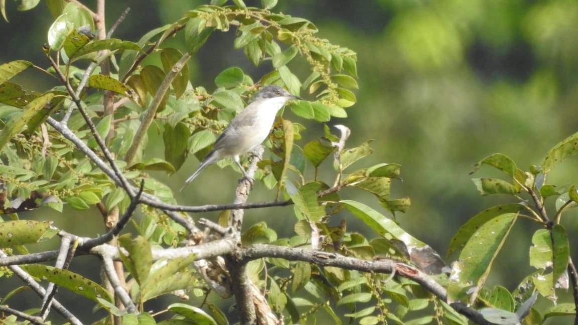 Eastern Orphean Warbler - ML514807881