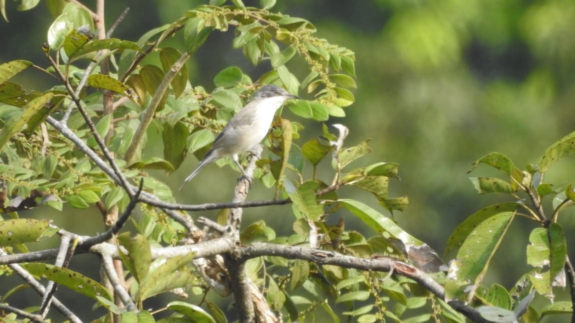 Eastern Orphean Warbler - SRINILA MAHESH K T