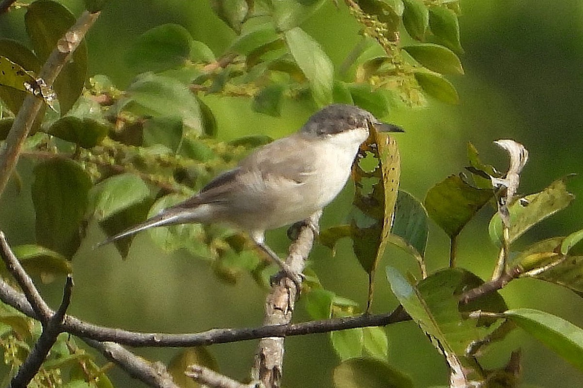 Eastern Orphean Warbler - ML514807891