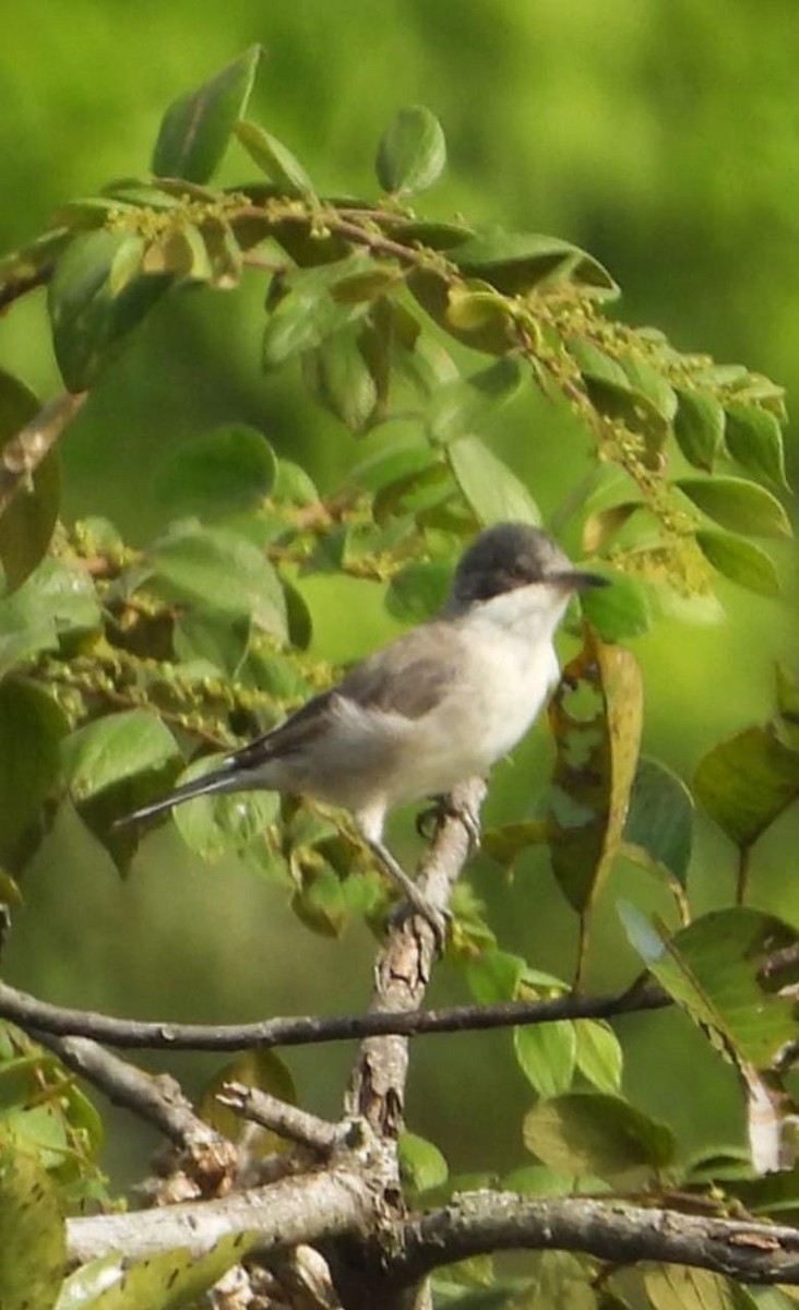 Eastern Orphean Warbler - ML514807901