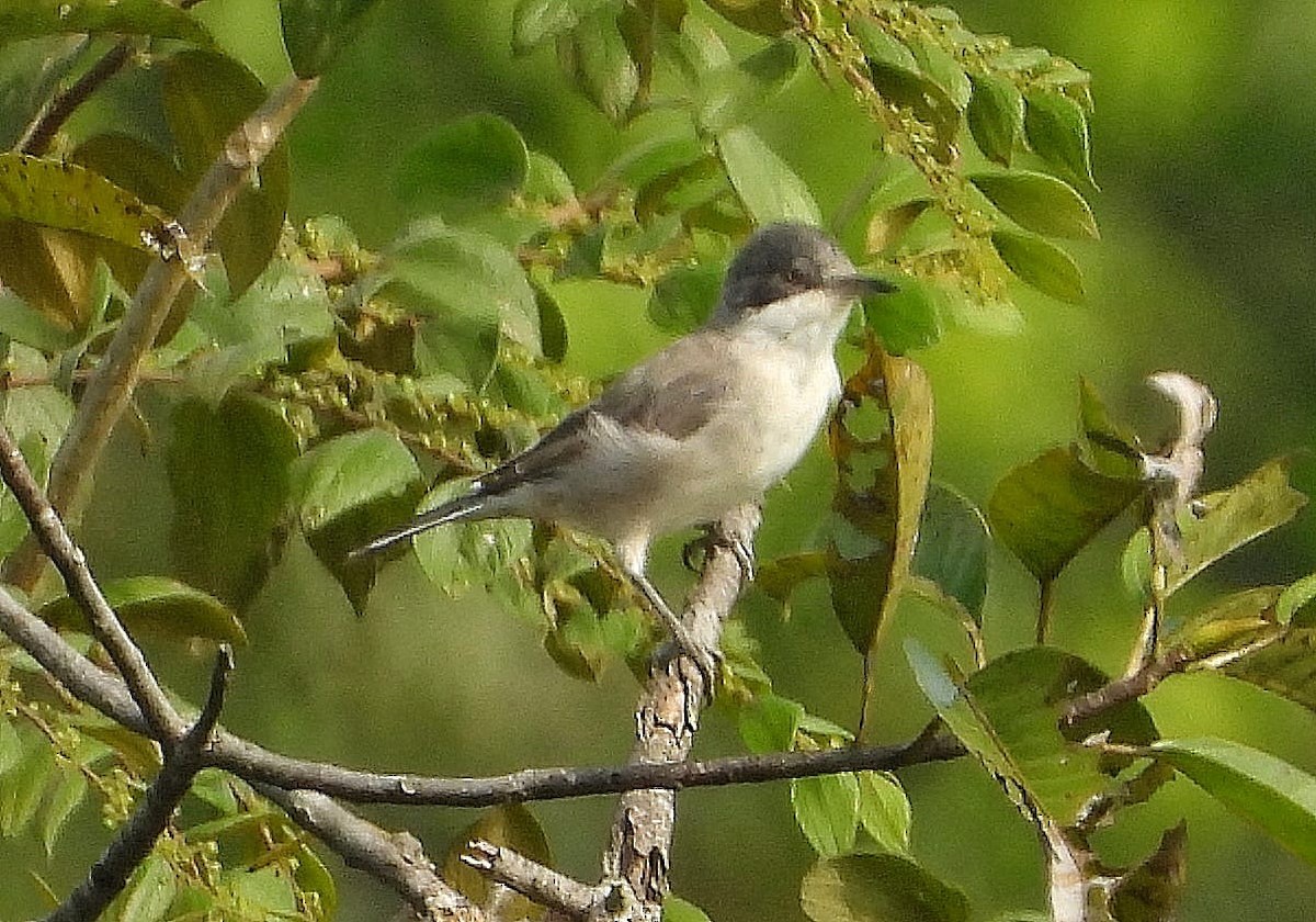 Eastern Orphean Warbler - ML514807911