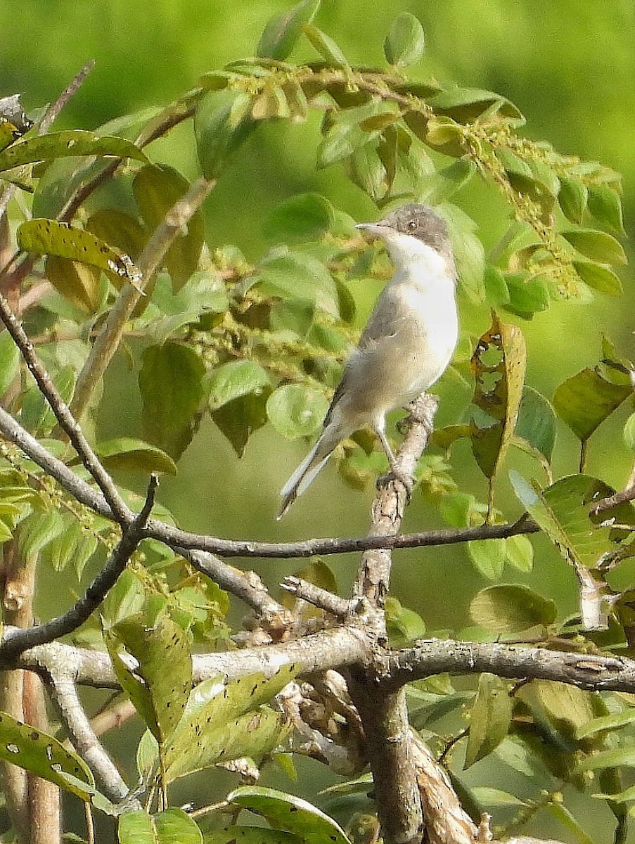 Eastern Orphean Warbler - ML514807921