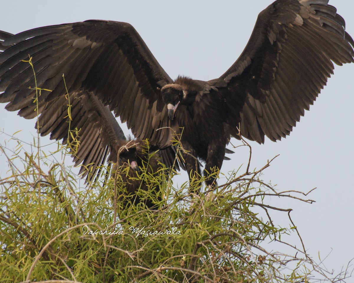 Cinereous Vulture - ML514808021