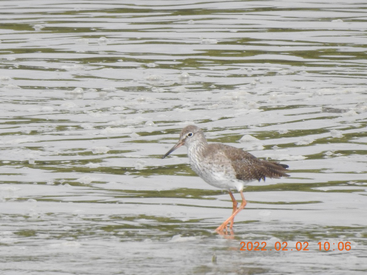 Common Redshank - ML514810211