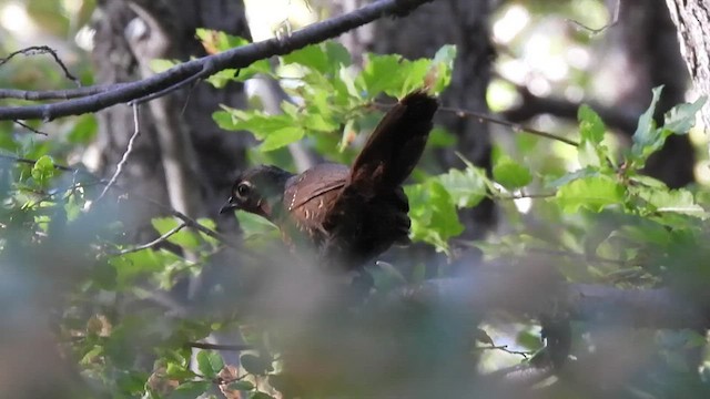 Chestnut-throated Huet-huet - ML514810971