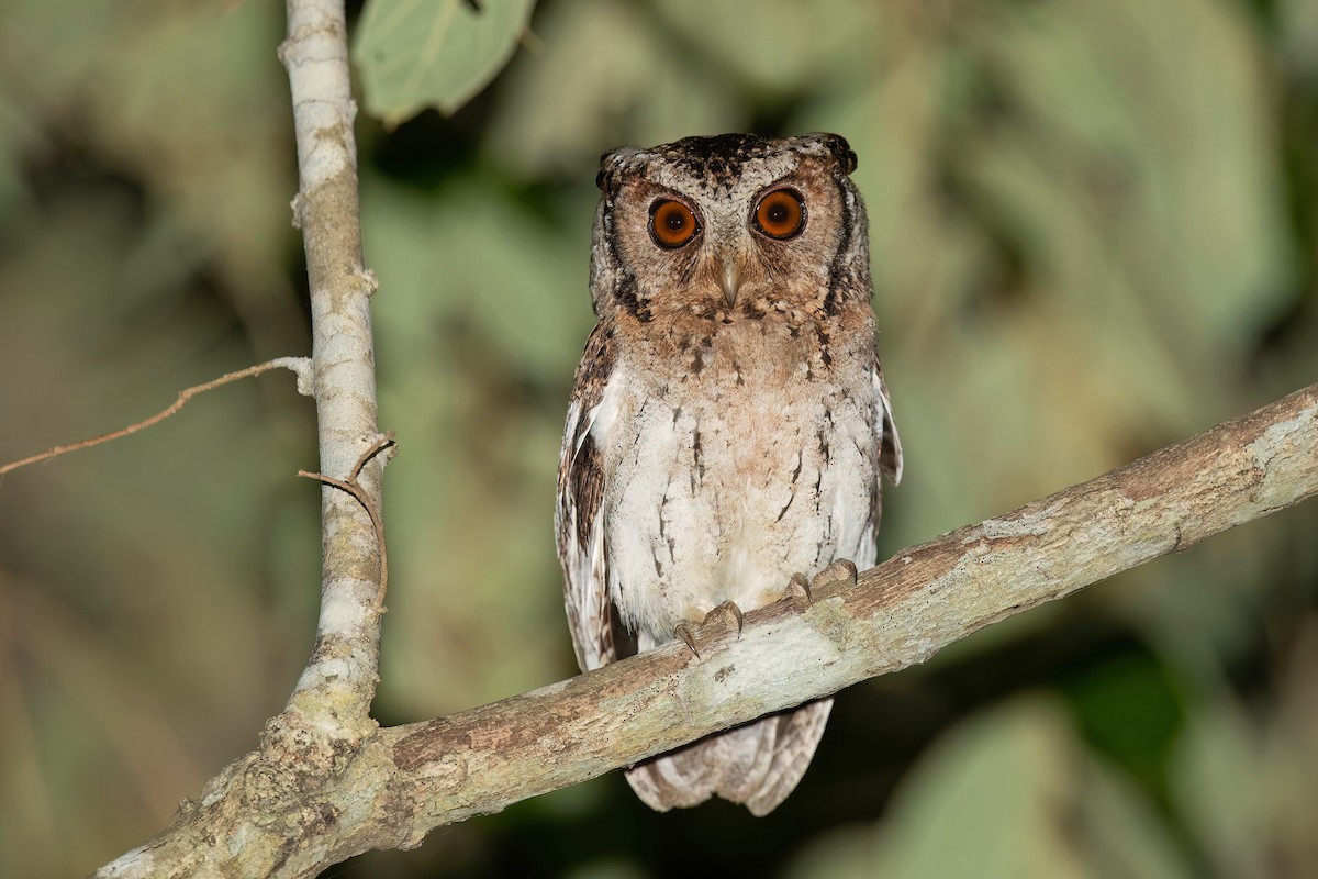Sunda Scops-Owl - David Irving