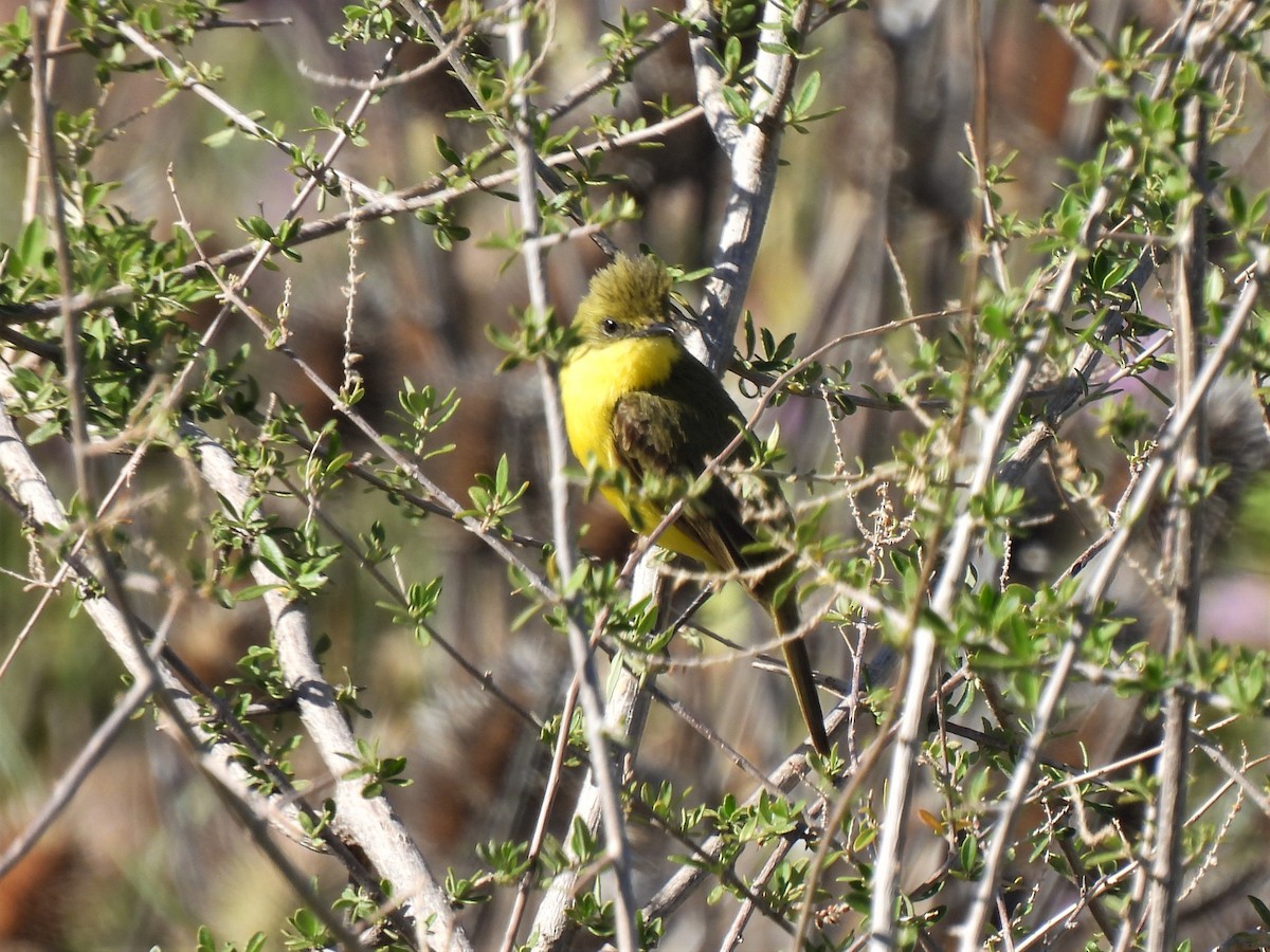 Subtropical Doradito - ML514811861