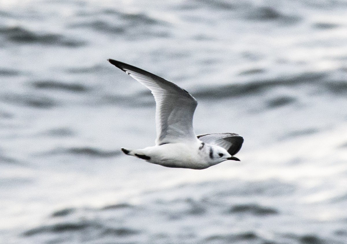 Black-legged Kittiwake - ML514812091