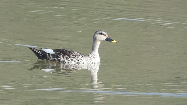 Indian Spot-billed Duck - ML514812601