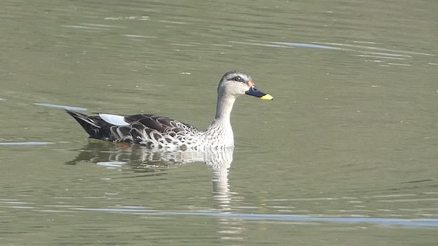 Canard à bec tacheté - ML514812601