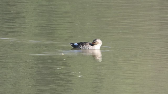 Indian Spot-billed Duck - ML514812721