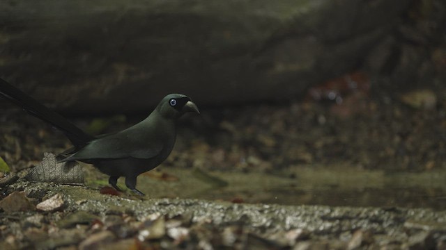 Racket-tailed Treepie - ML514814581