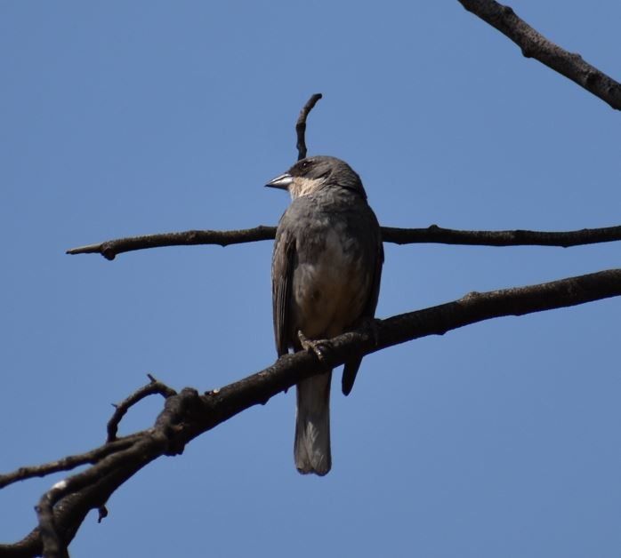 Diuca Finch - Felipe Undurraga