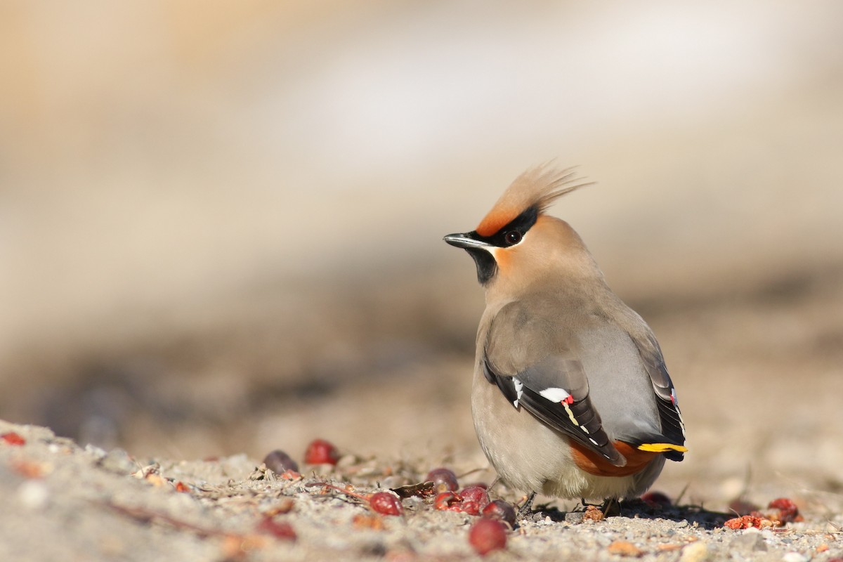 Bohemian Waxwing - Jonathan Eckerson