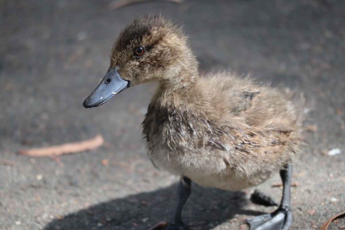 Chestnut Teal - ML514816801