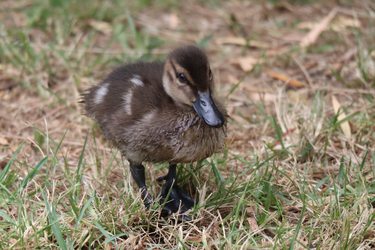 Chestnut Teal - ML514816811