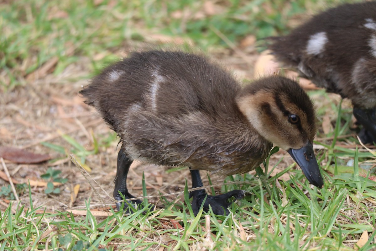 Chestnut Teal - ML514816821