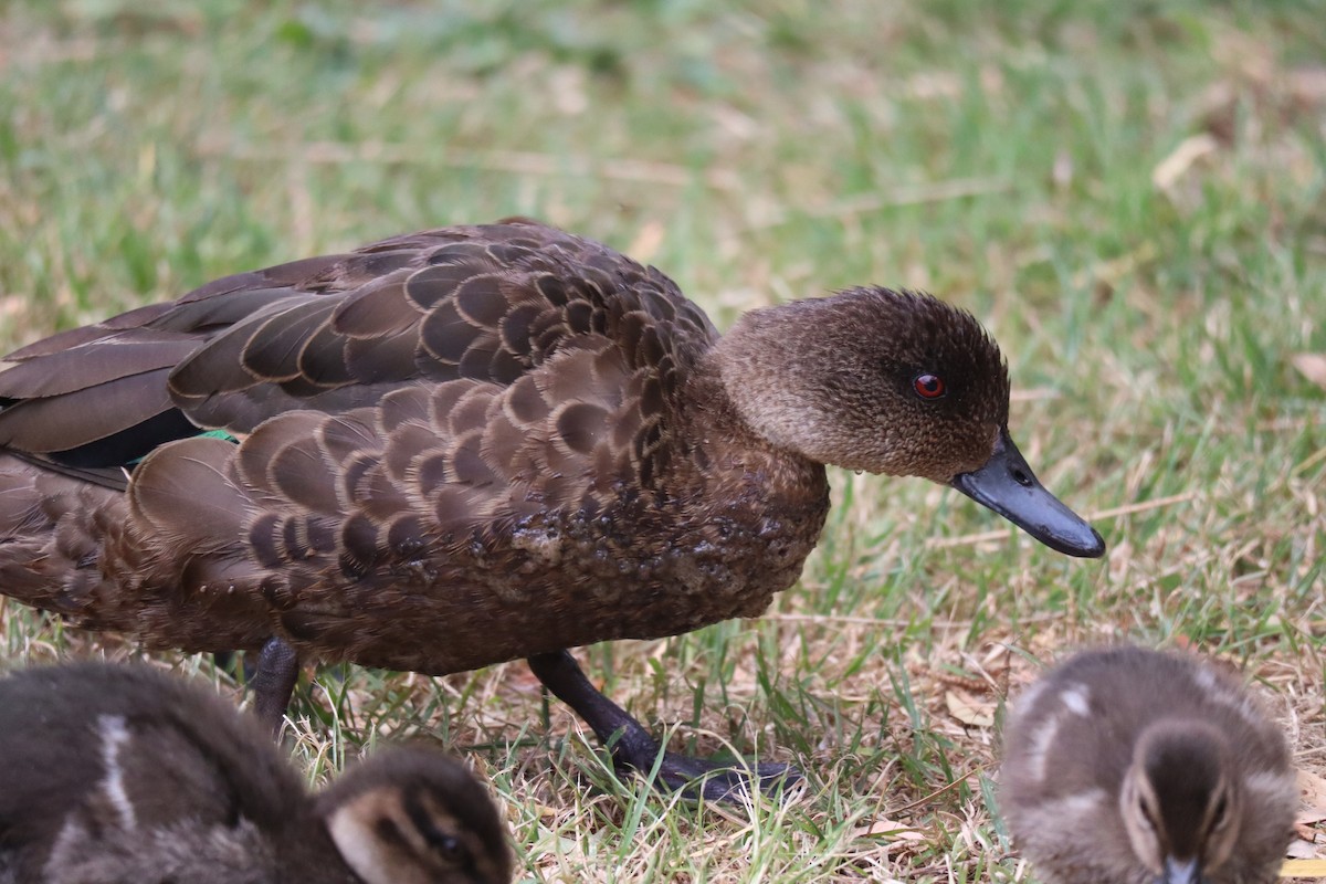 Chestnut Teal - ML514816831