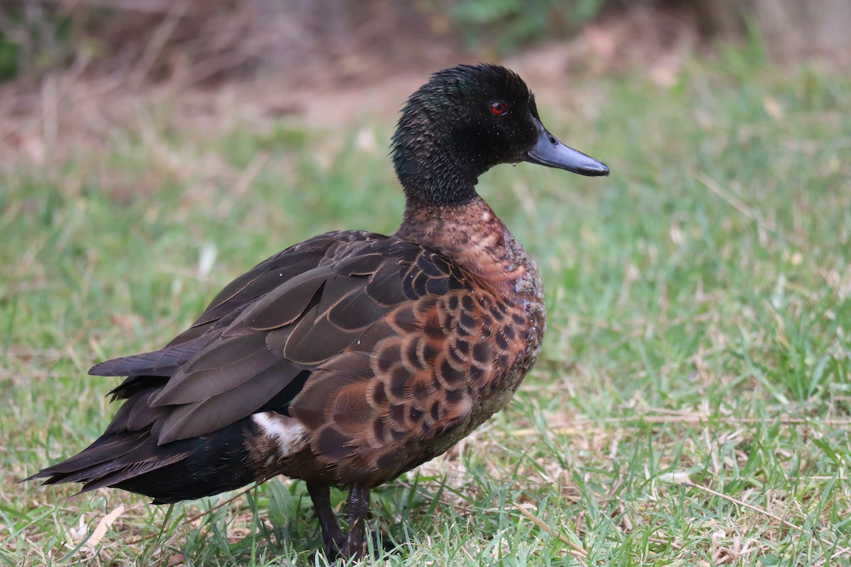 Chestnut Teal - ML514816841