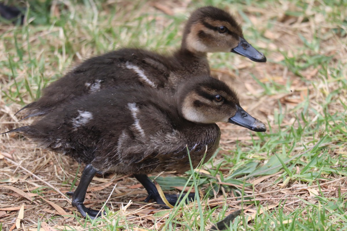 Chestnut Teal - ML514816851