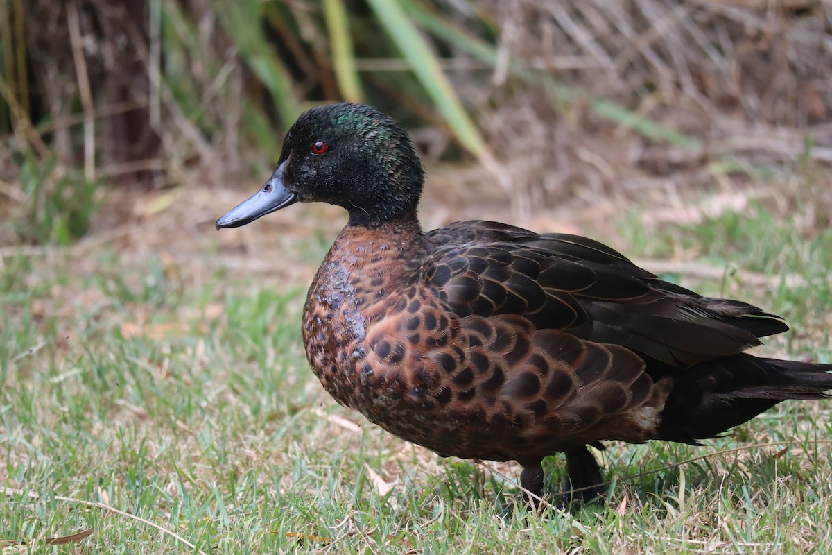 Chestnut Teal - ML514816861