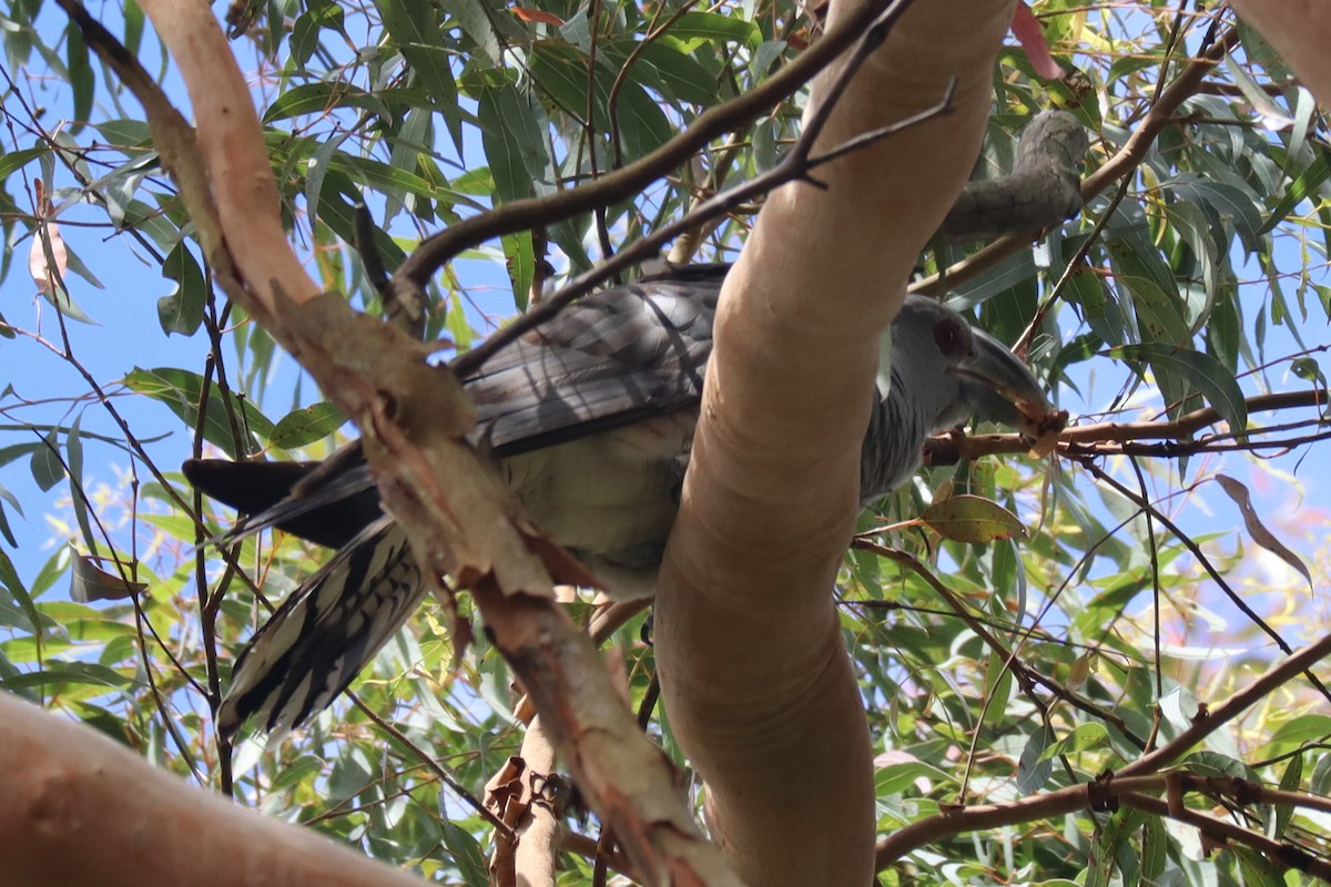 Channel-billed Cuckoo - ML514816891