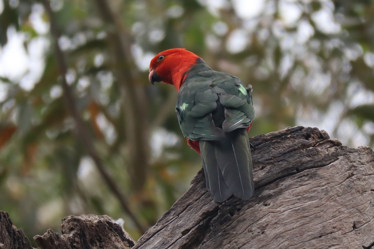 Australian King-Parrot - ML514816961