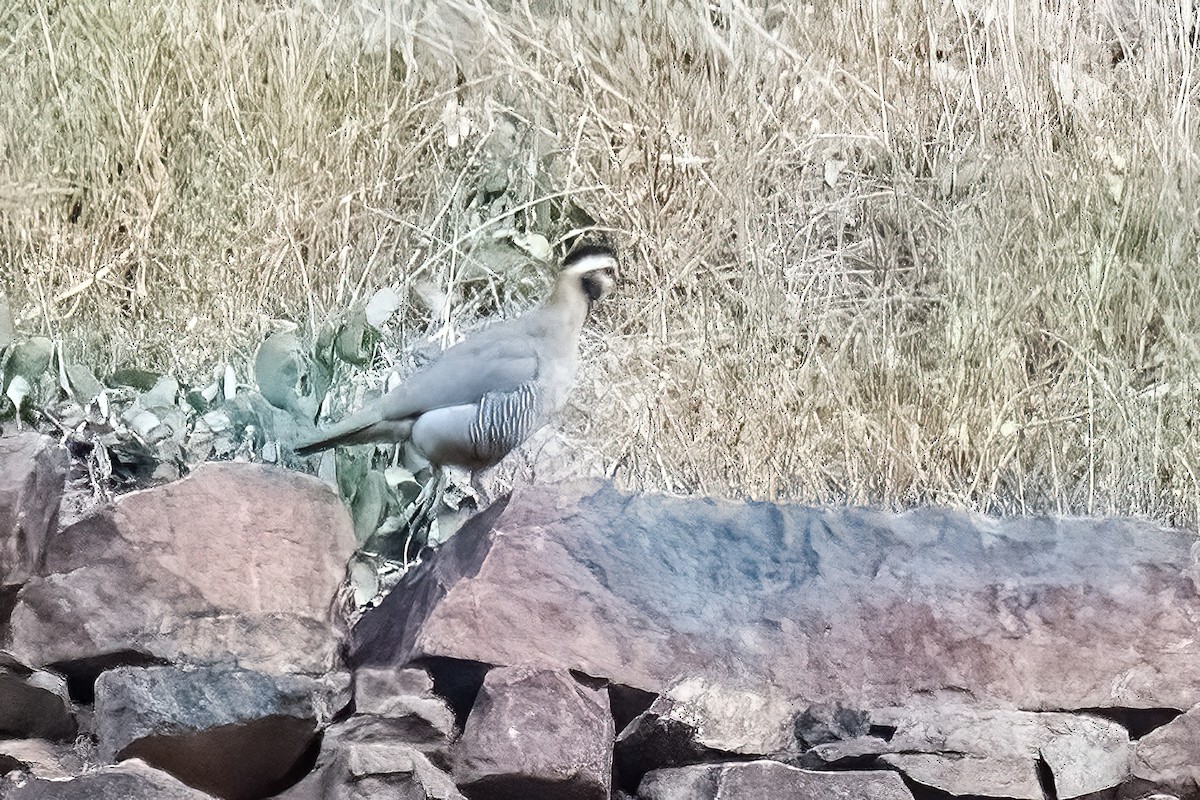 Arabian Partridge - ML514818711