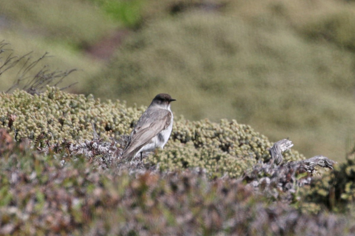 Dark-faced Ground-Tyrant (maclovianus) - Charley Hesse TROPICAL BIRDING