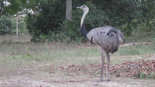 Greater Rhea - ML514821131