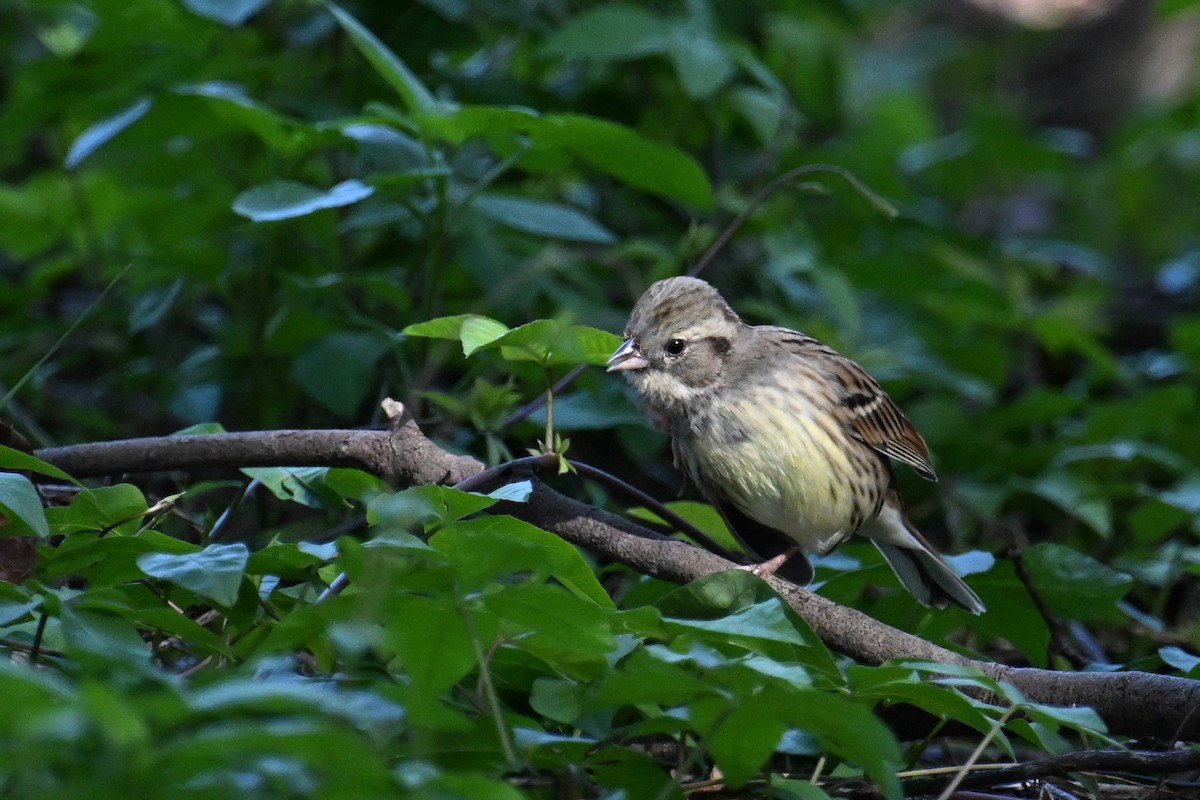 Black-faced Bunting - ML514821661