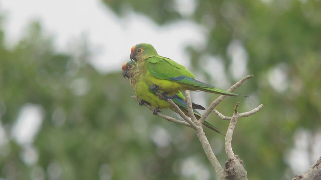 Aratinga Frentidorada - ML514822031