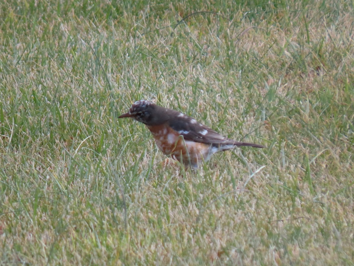 American Robin - ML514822291