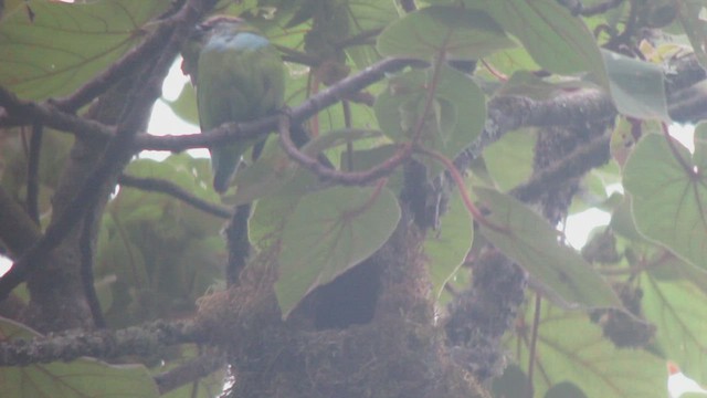 Grauer's Broadbill - ML514823141