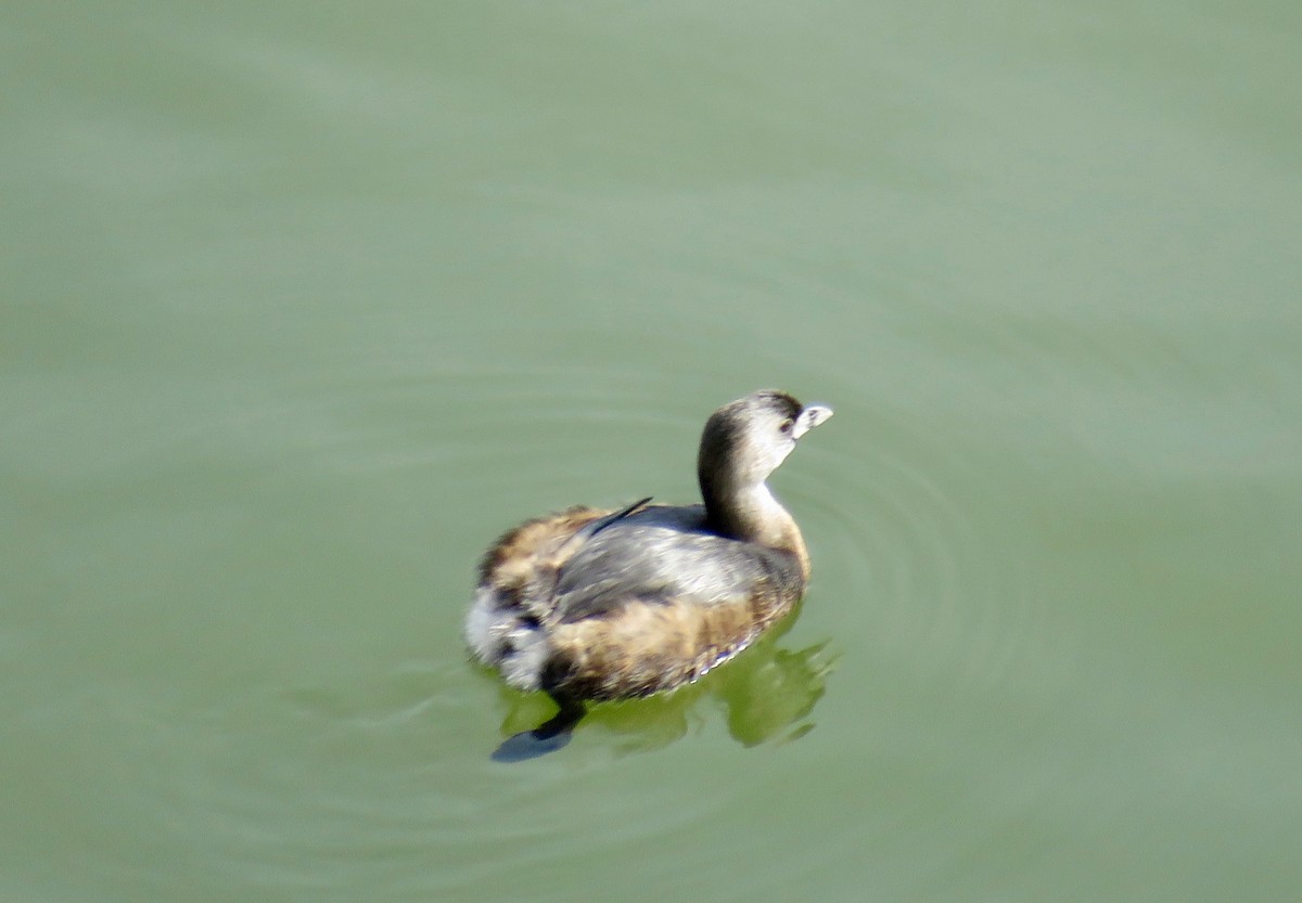 Pied-billed Grebe - Ann Tanner