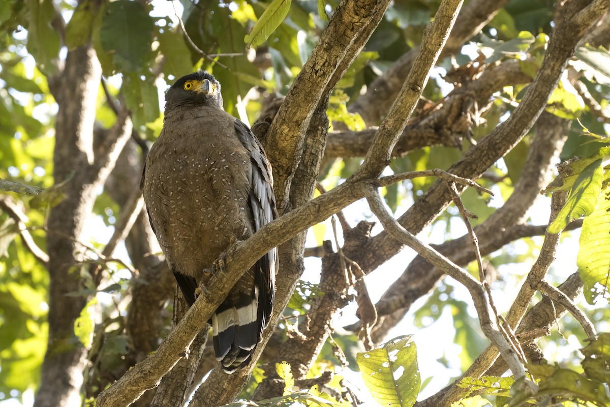 Crested Serpent-Eagle - ML514823471