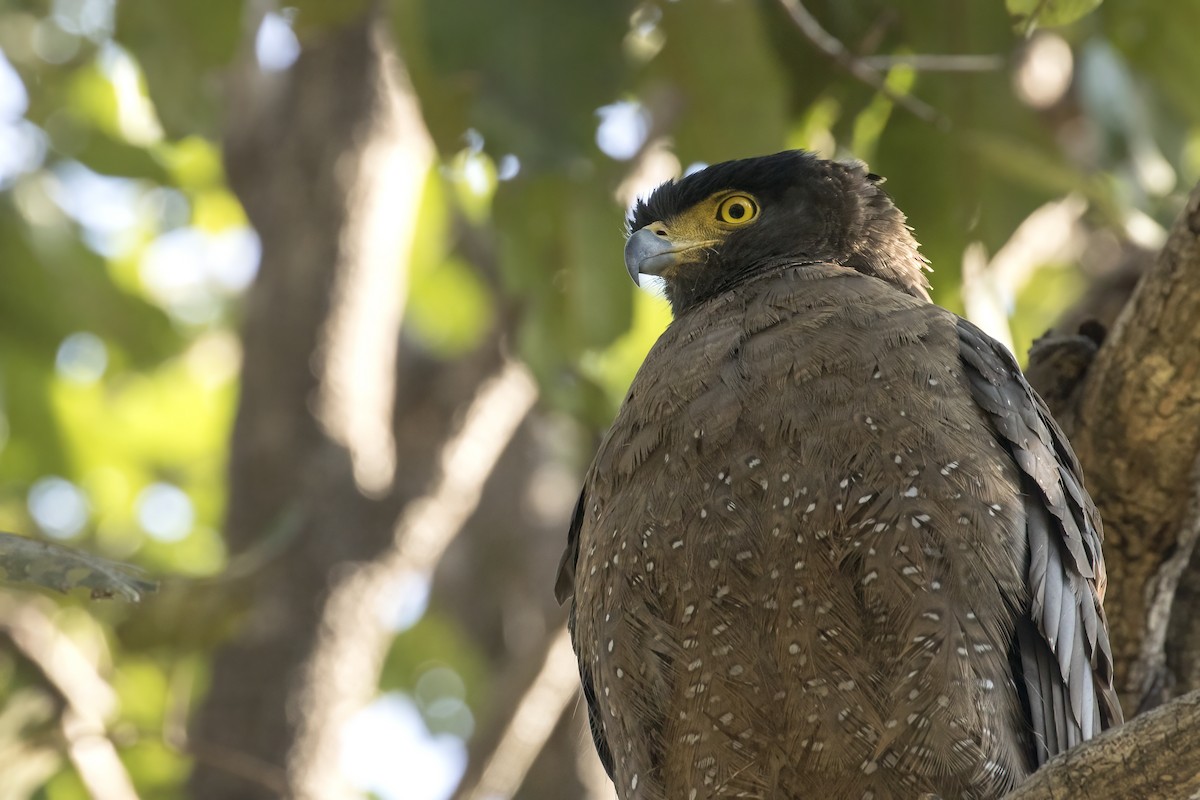 Crested Serpent-Eagle - ML514823481