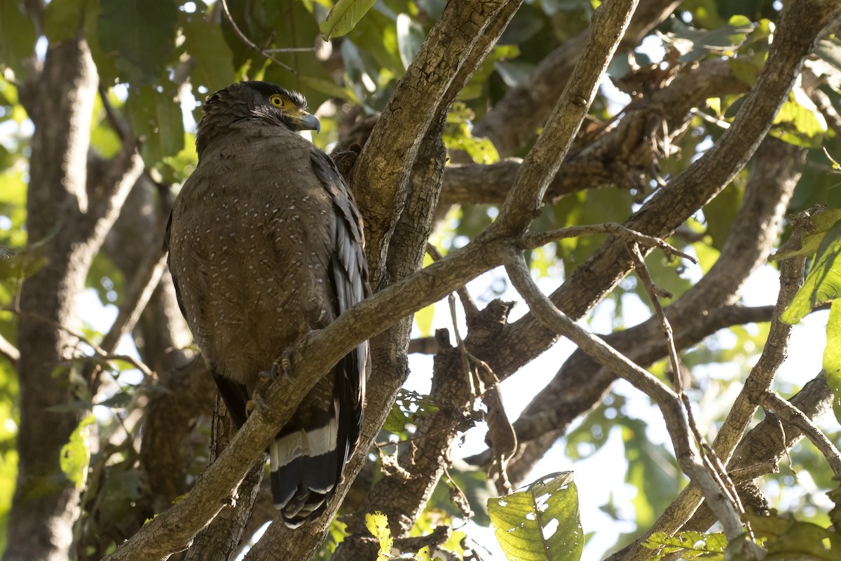 Crested Serpent-Eagle - ML514823491