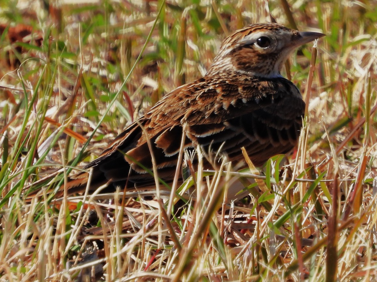 Eurasian Skylark (Far Eastern) - ML514826621