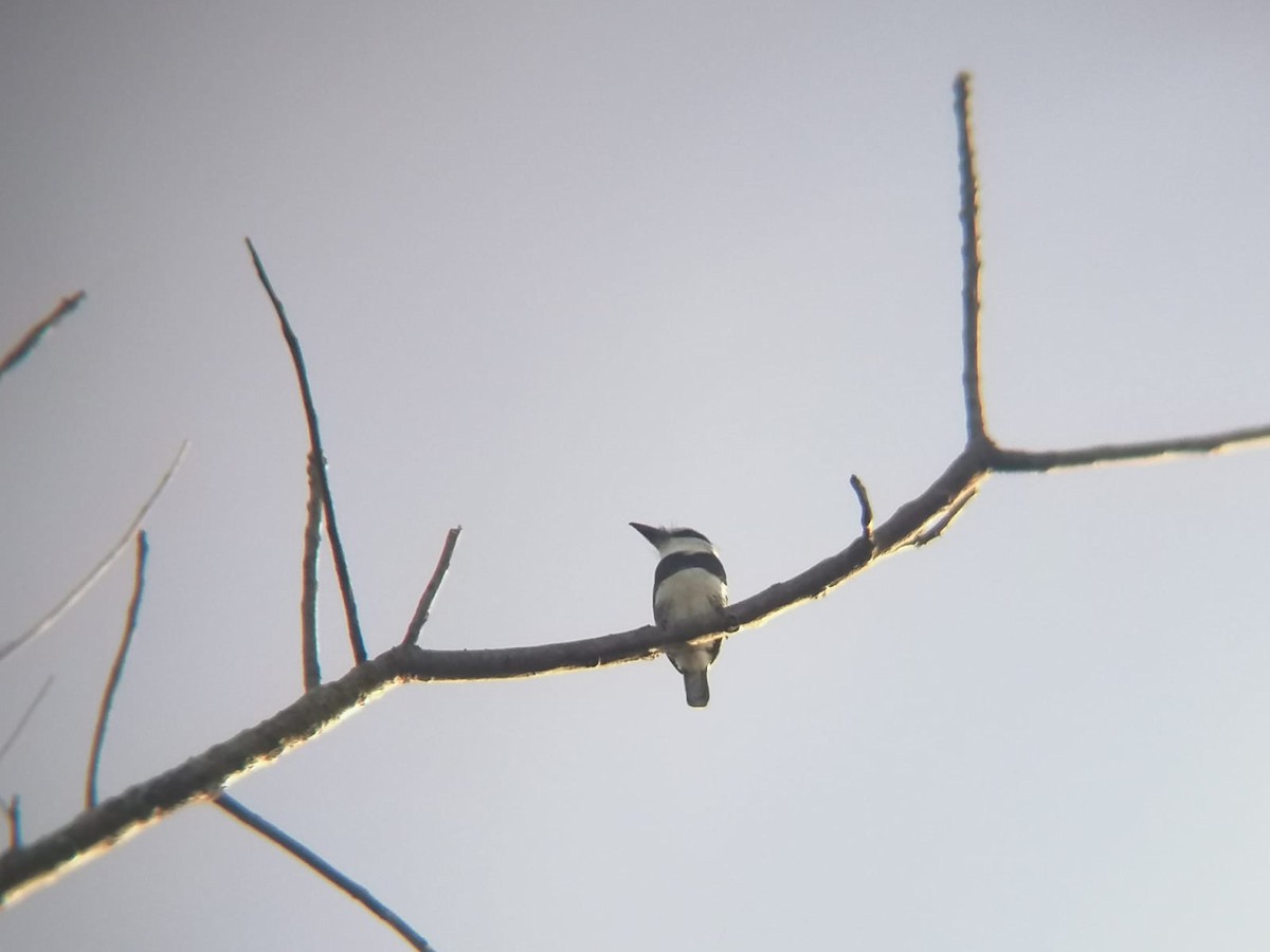White-necked Puffbird - ML514826761