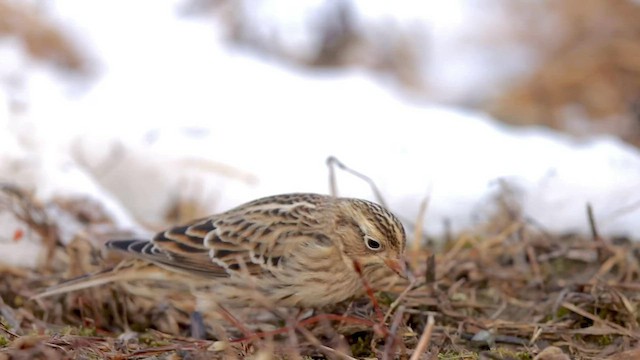 Smith's Longspur - ML514827301