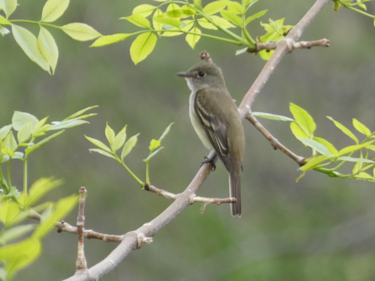 Alder Flycatcher - ML514827641